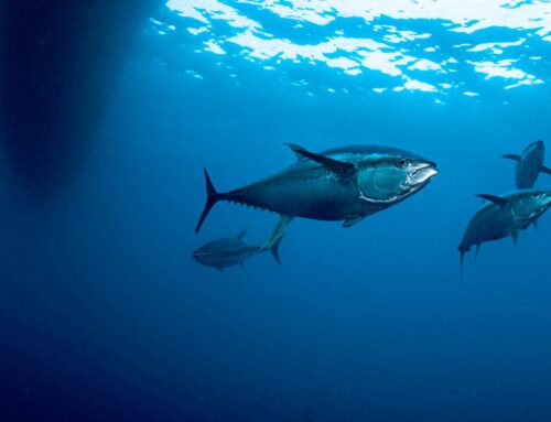 La pesca tradicional: un arte con conciencia y sostenible.