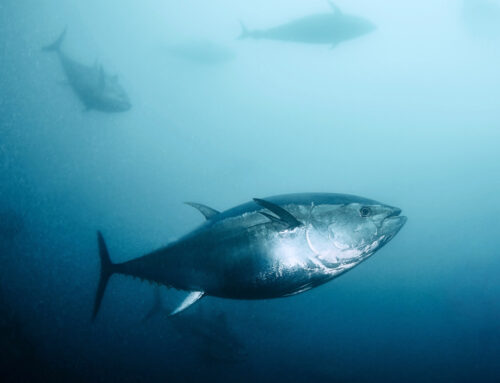 ¡Ya es Costera en Cusumano!