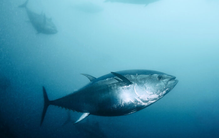 Ya es Costera en Cusumano.
