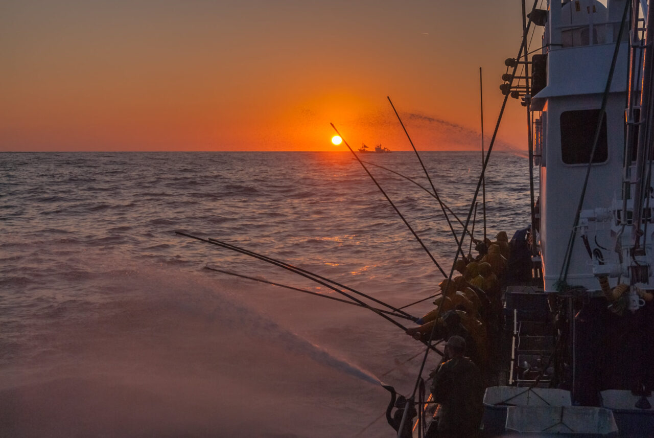Temporada de Costera de Bonito.