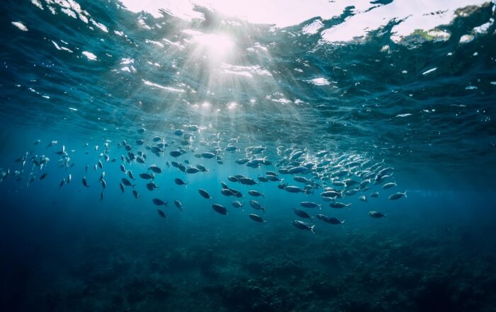 Bonito del Norte Fresco de Costera.