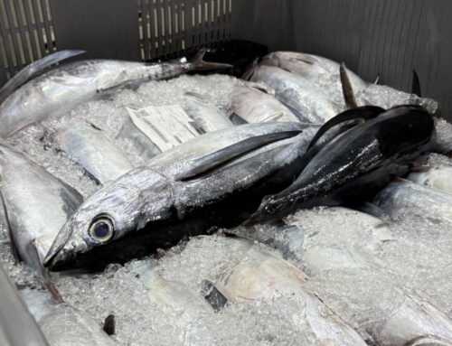 ¡Ya es Costera en Cusumano!